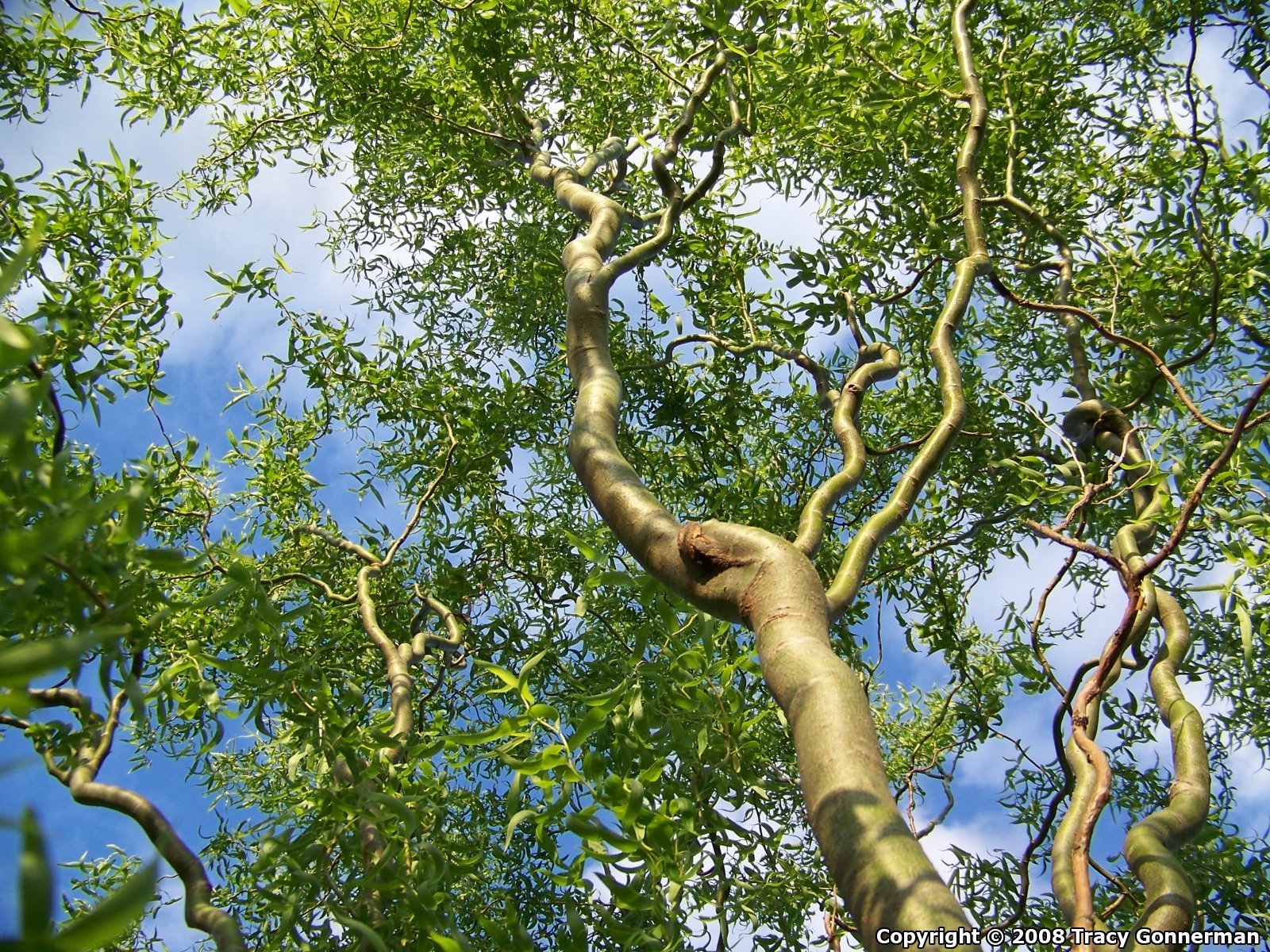 Corkscrew Weeping Willow Tree